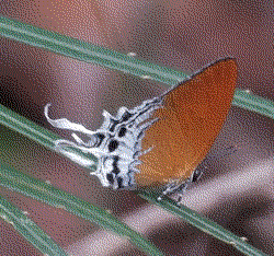 An orange butterfly whose wings look like a sunset, its hindwings have elegant fluffy tails that are white with black spots.