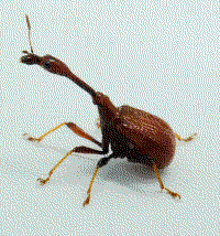 a reddish beetle, with a compact body and a neck that is half its length
