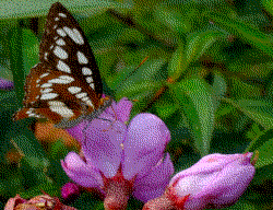 A butterfly on a purple senduduk flower